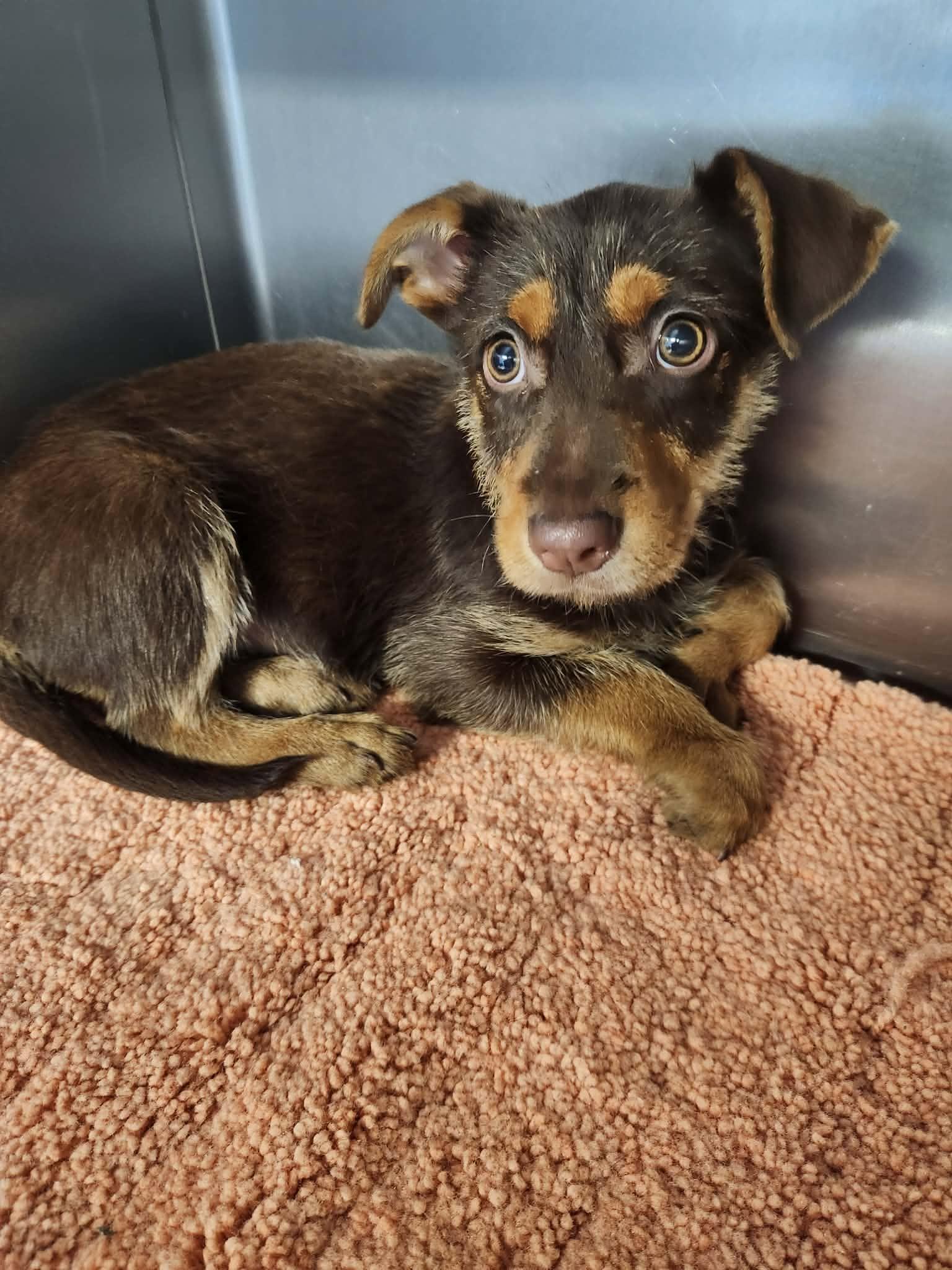 Enlarge Atlanta, a ADOPTABLE mixed breed in Tylertown, MS image 1/1