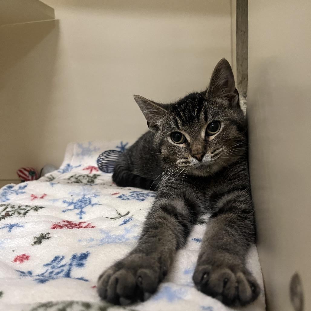 Echo, Adoptable, Kitten Male Domestic Short Hair.