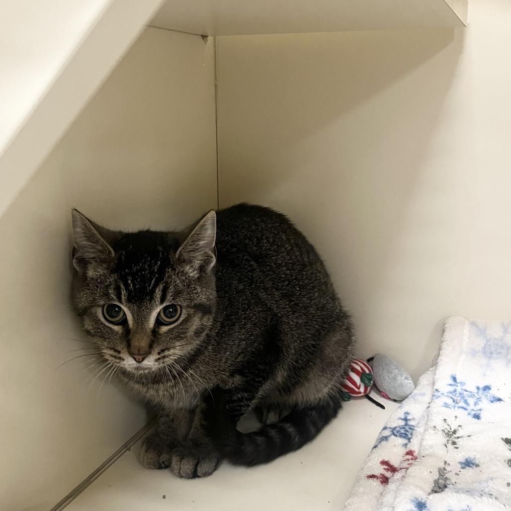 Enlarge Echo, a Adoptable Domestic Short Hair in Hinsdale, IL image 2/2