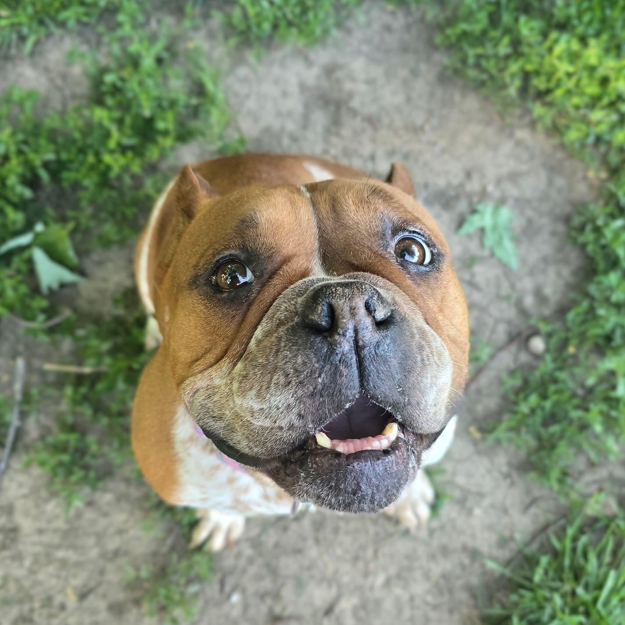 Tay, an adopted mixed breed in East Peoria, IL image 1/6