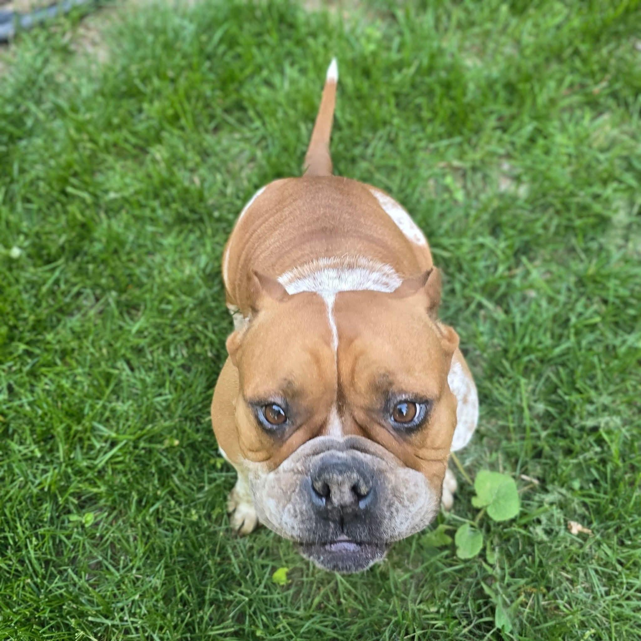 Tay, an adopted mixed breed in East Peoria, IL image 5/6