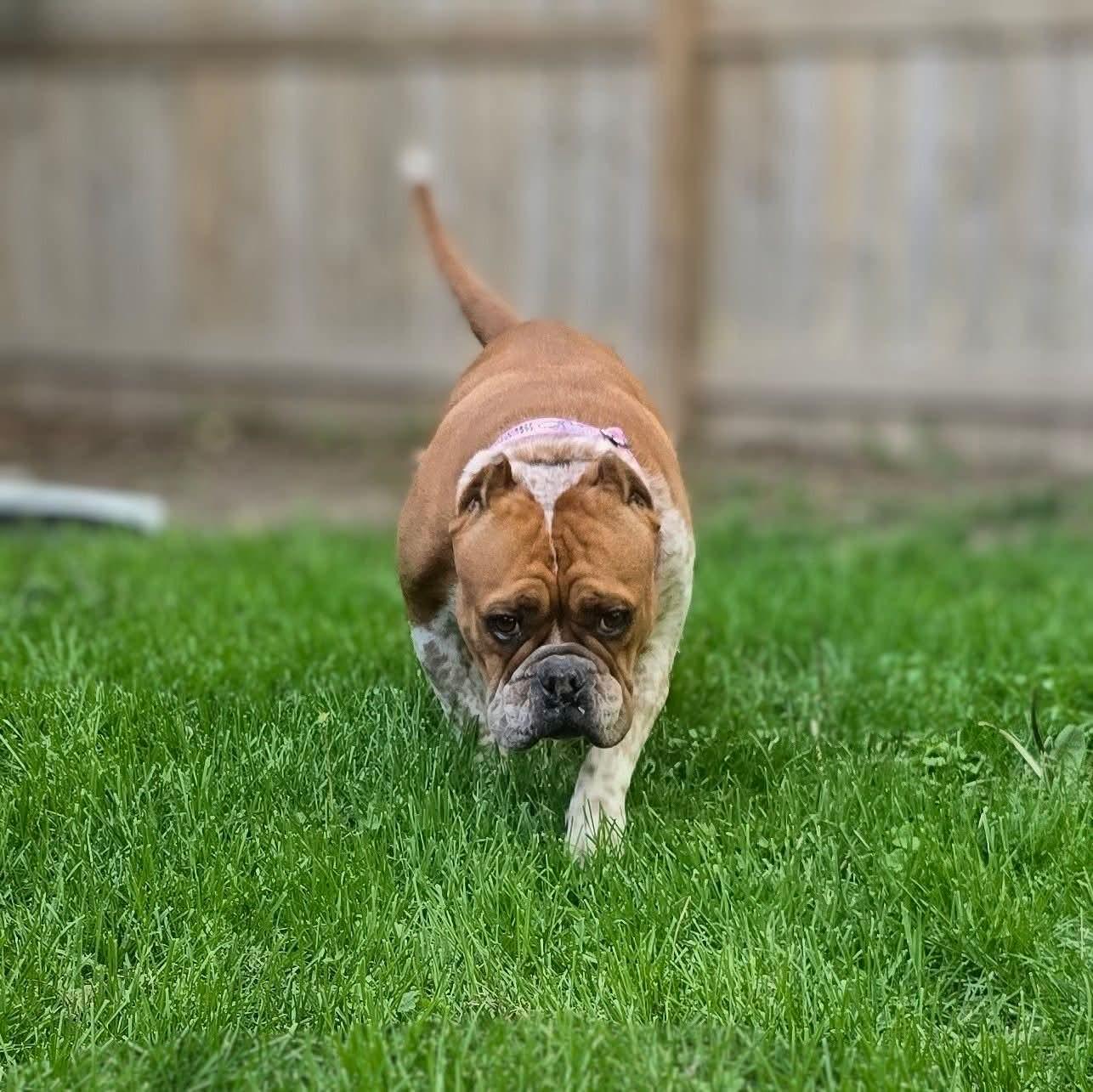 Tay, an adopted mixed breed in East Peoria, IL image 3/6
