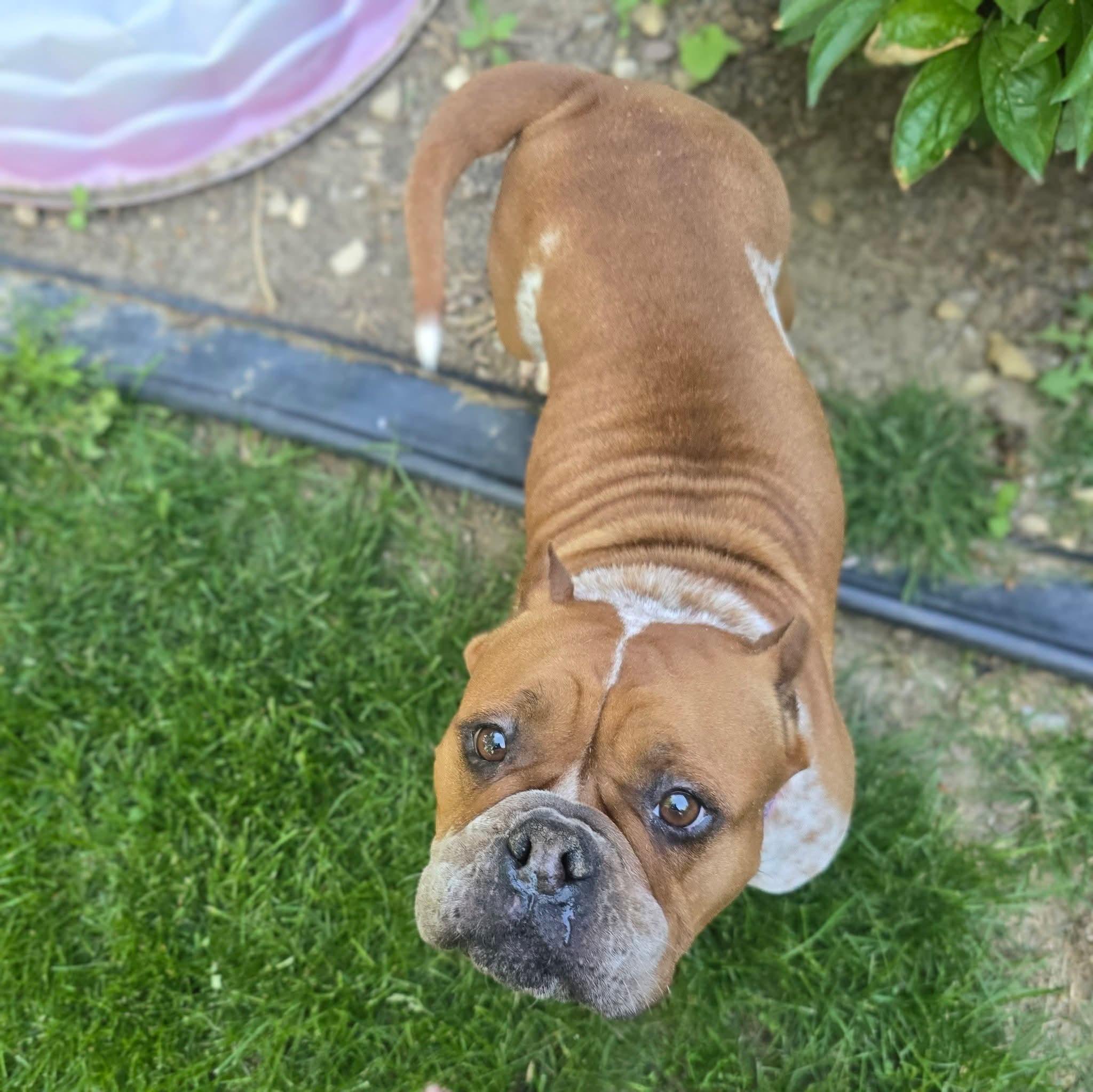 Tay, an adopted mixed breed in East Peoria, IL image 4/6
