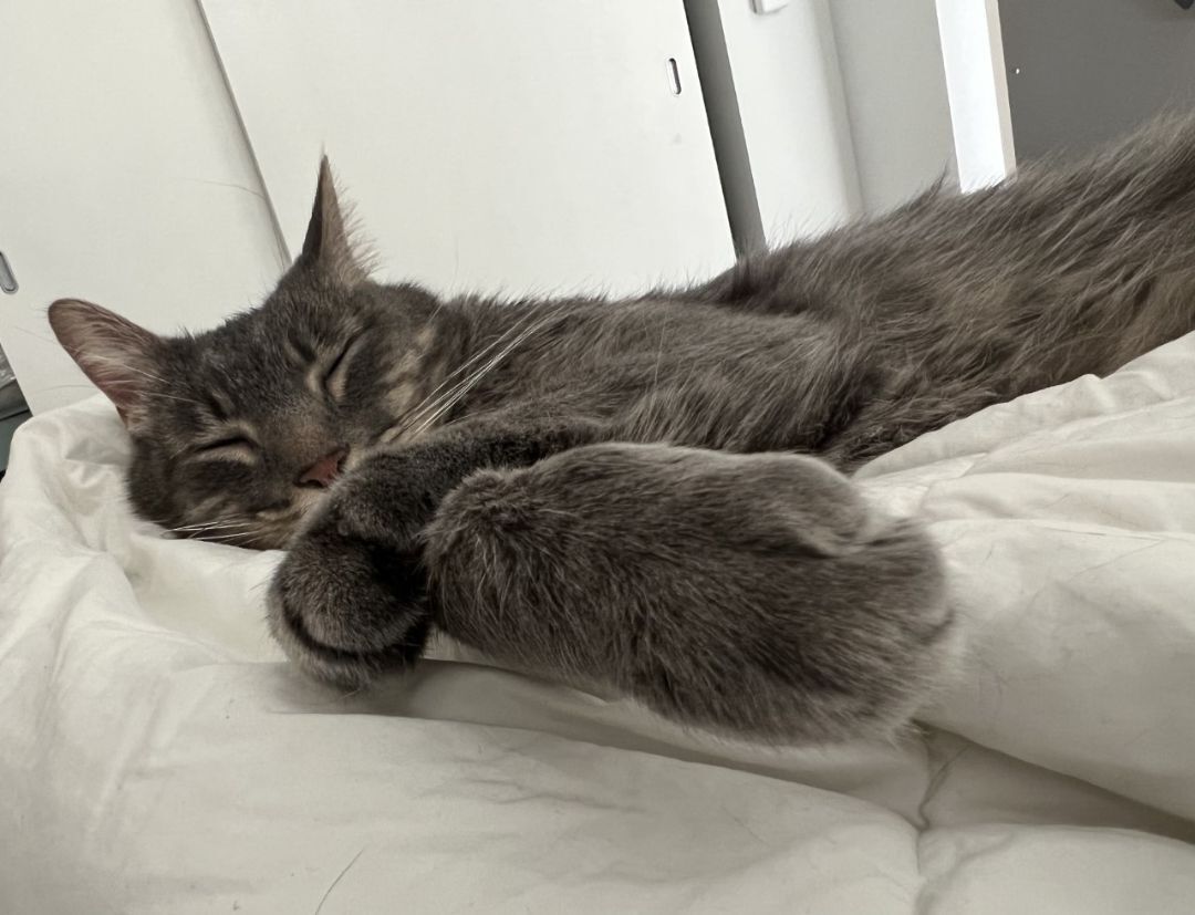 Marley, a Adoptable Scottish Fold image 1/11