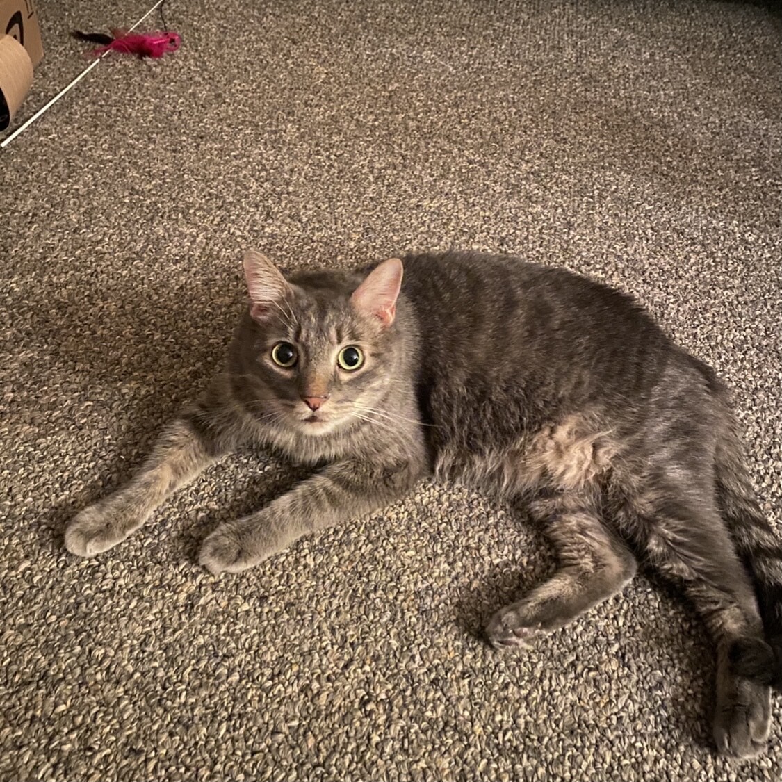 Marley, a Adoptable Scottish Fold image 2/11