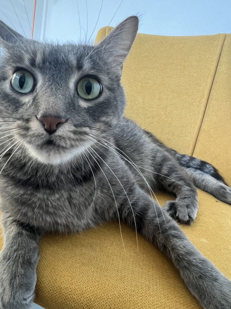 Marley, a Adoptable Scottish Fold image 3/11