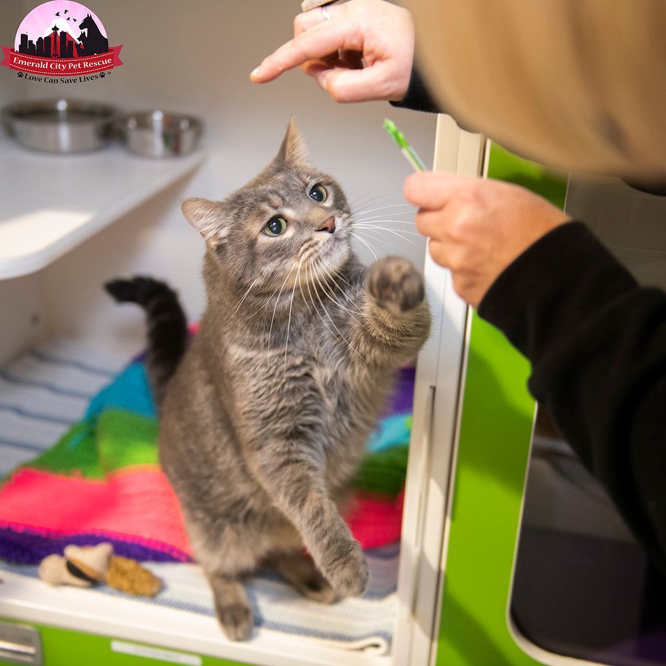 Marley, a Adoptable Scottish Fold image 4/11