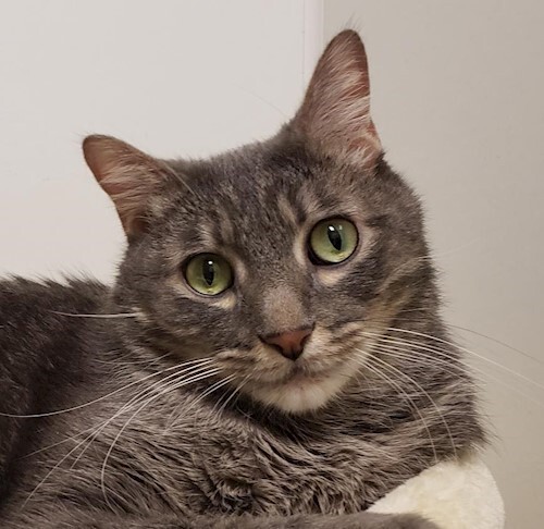 Marley, a Adoptable Scottish Fold image 5/11