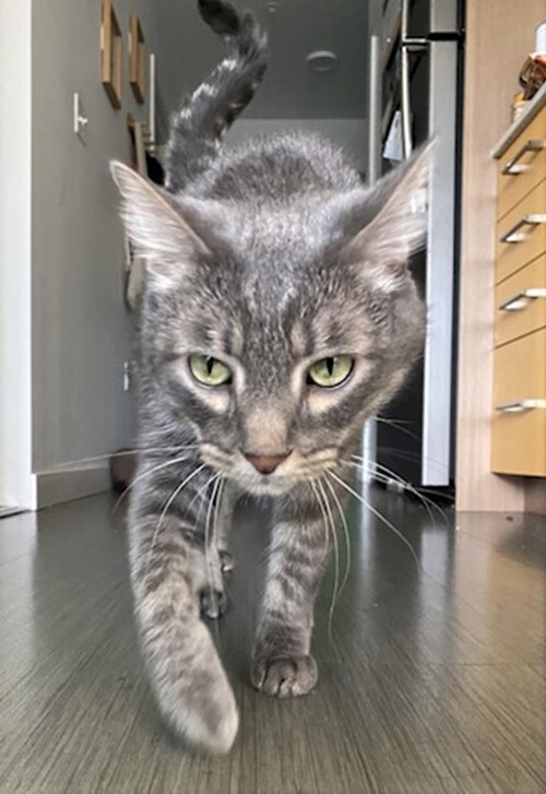 Marley, a Adoptable Scottish Fold image 6/11