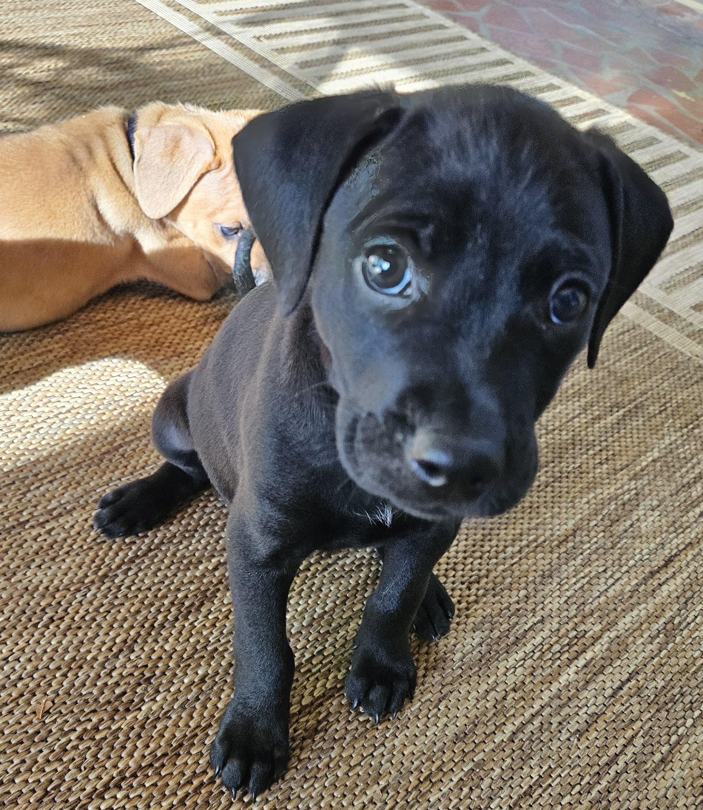 Enlarge Newt, a Adopted mixed breed in Rock Hill, SC image 1/5