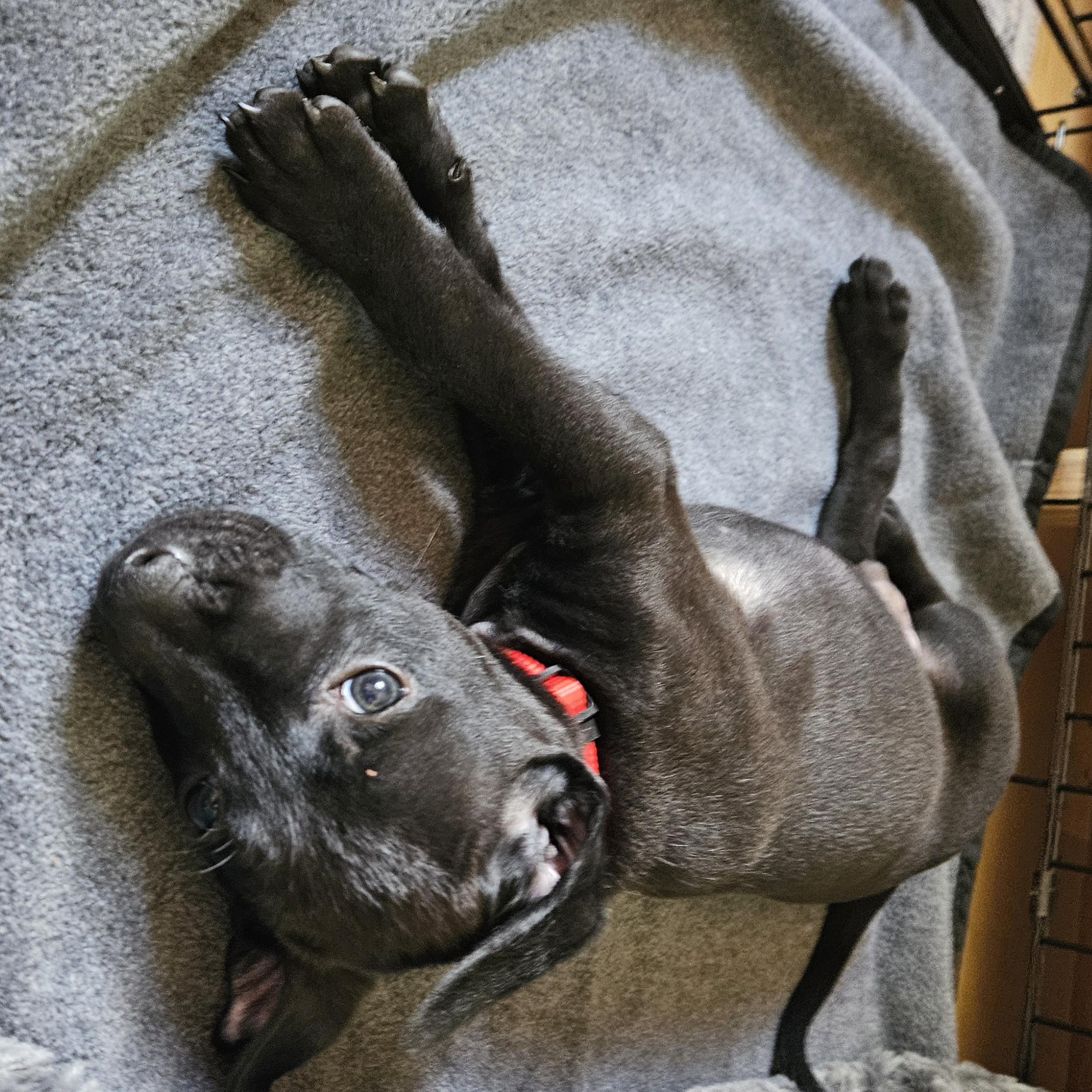 Enlarge Newt, a Adopted mixed breed in Rock Hill, SC image 5/5