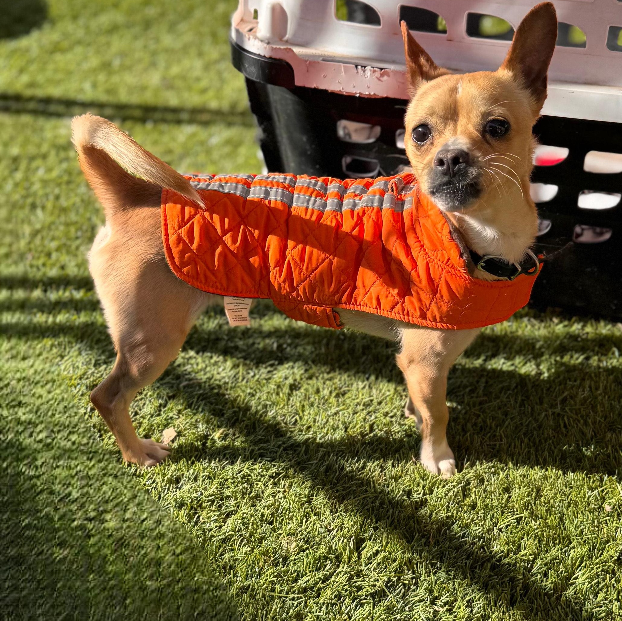 Max, ADOPTABLE, Young Male Chihuahua.