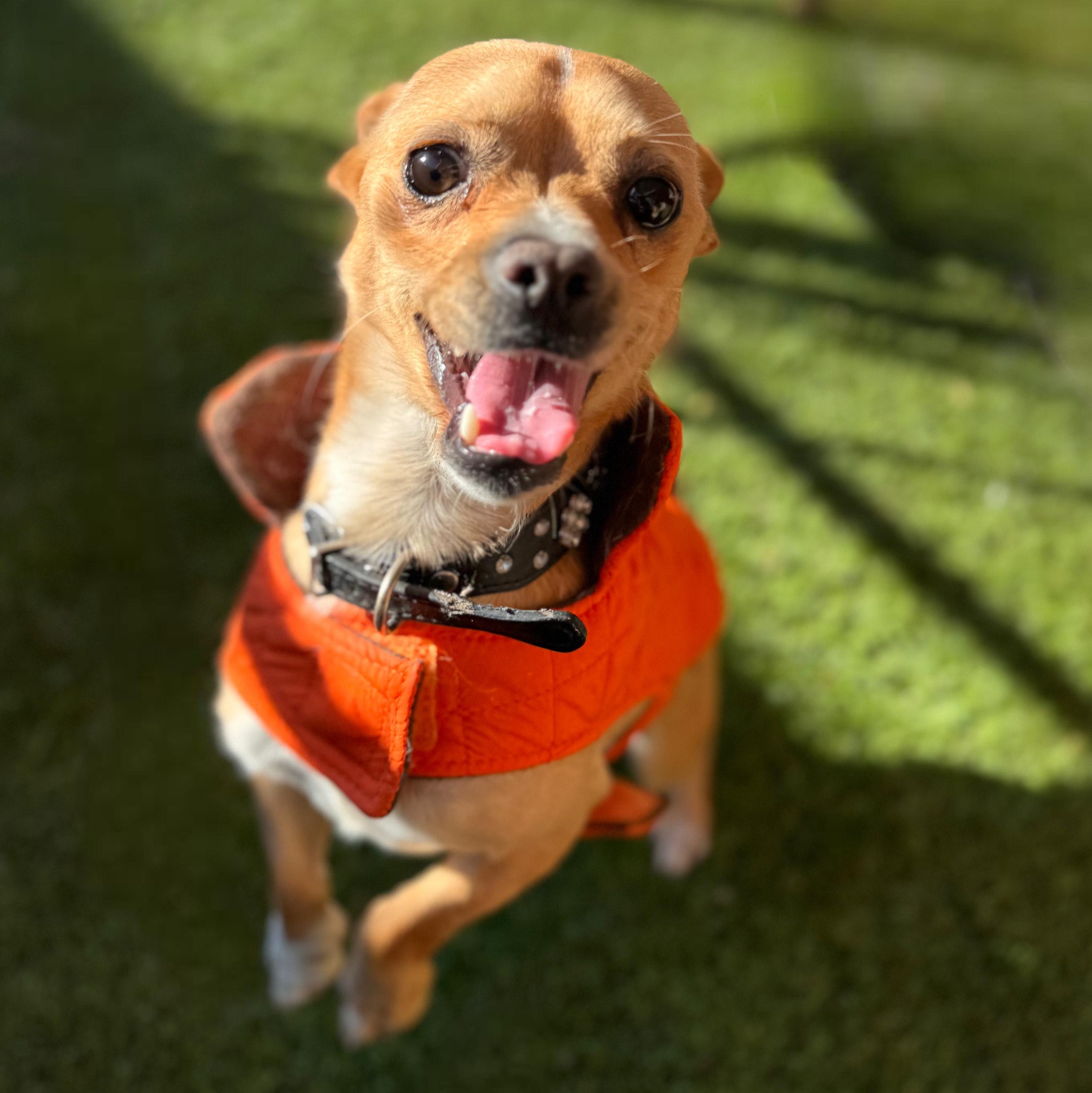 Max, ADOPTABLE, Young Male Chihuahua.