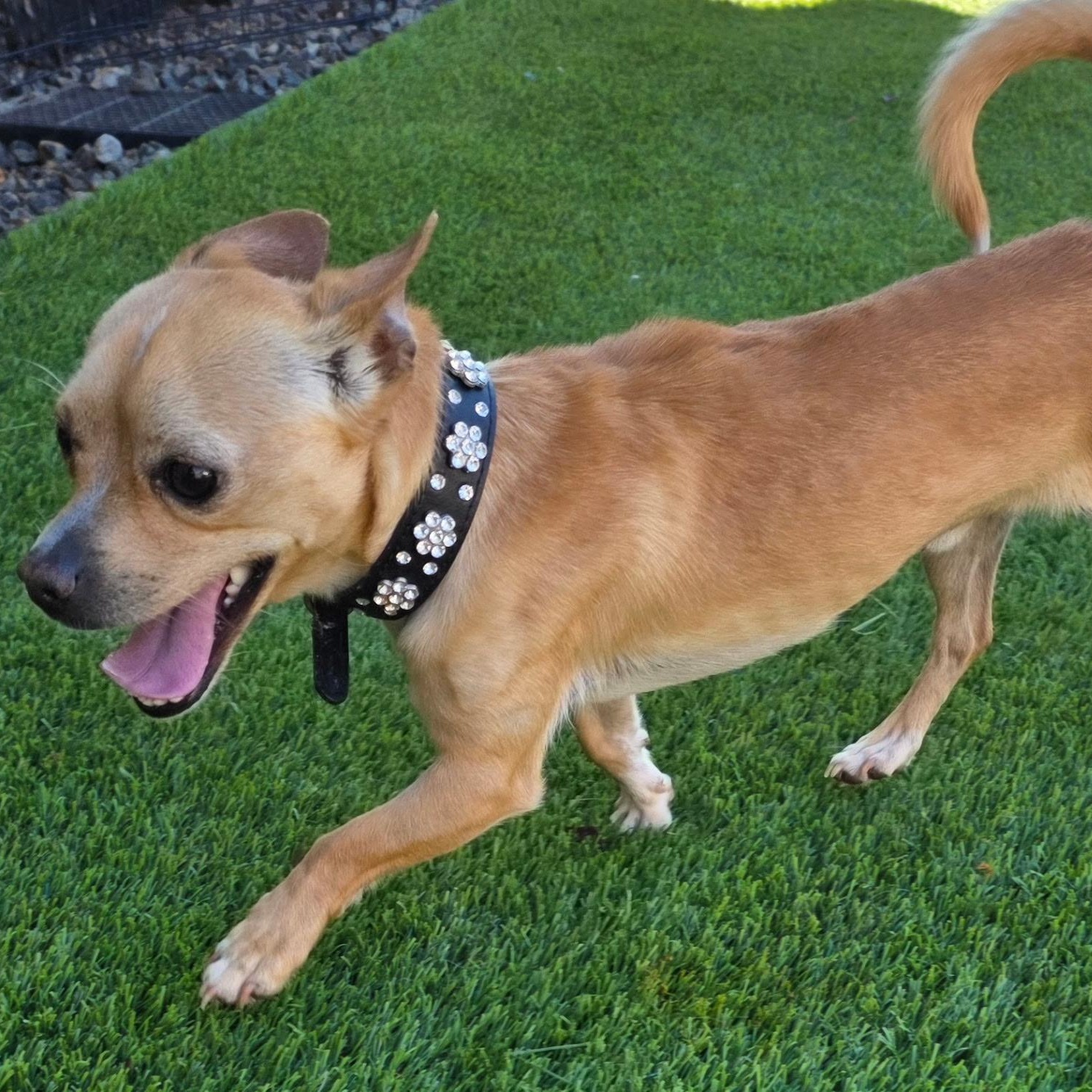 Enlarge Max, a ADOPTABLE Chihuahua in Anderson, SC image 2/4