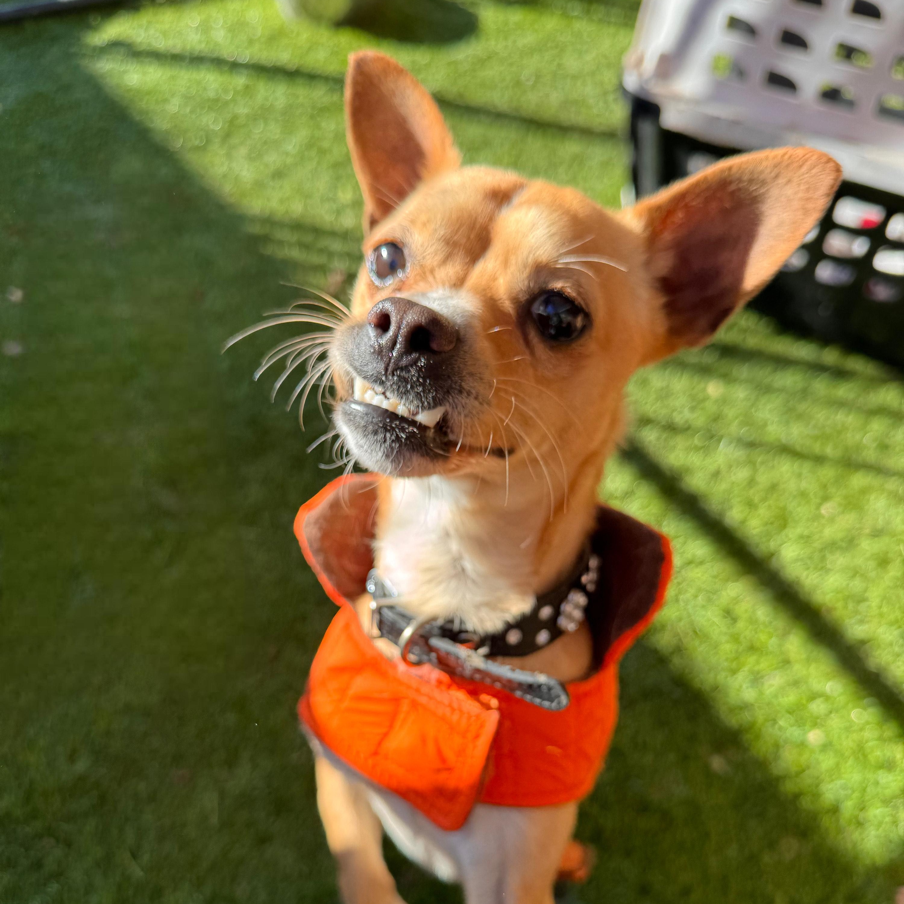 Enlarge Max, a ADOPTABLE Chihuahua in Anderson, SC image 3/3