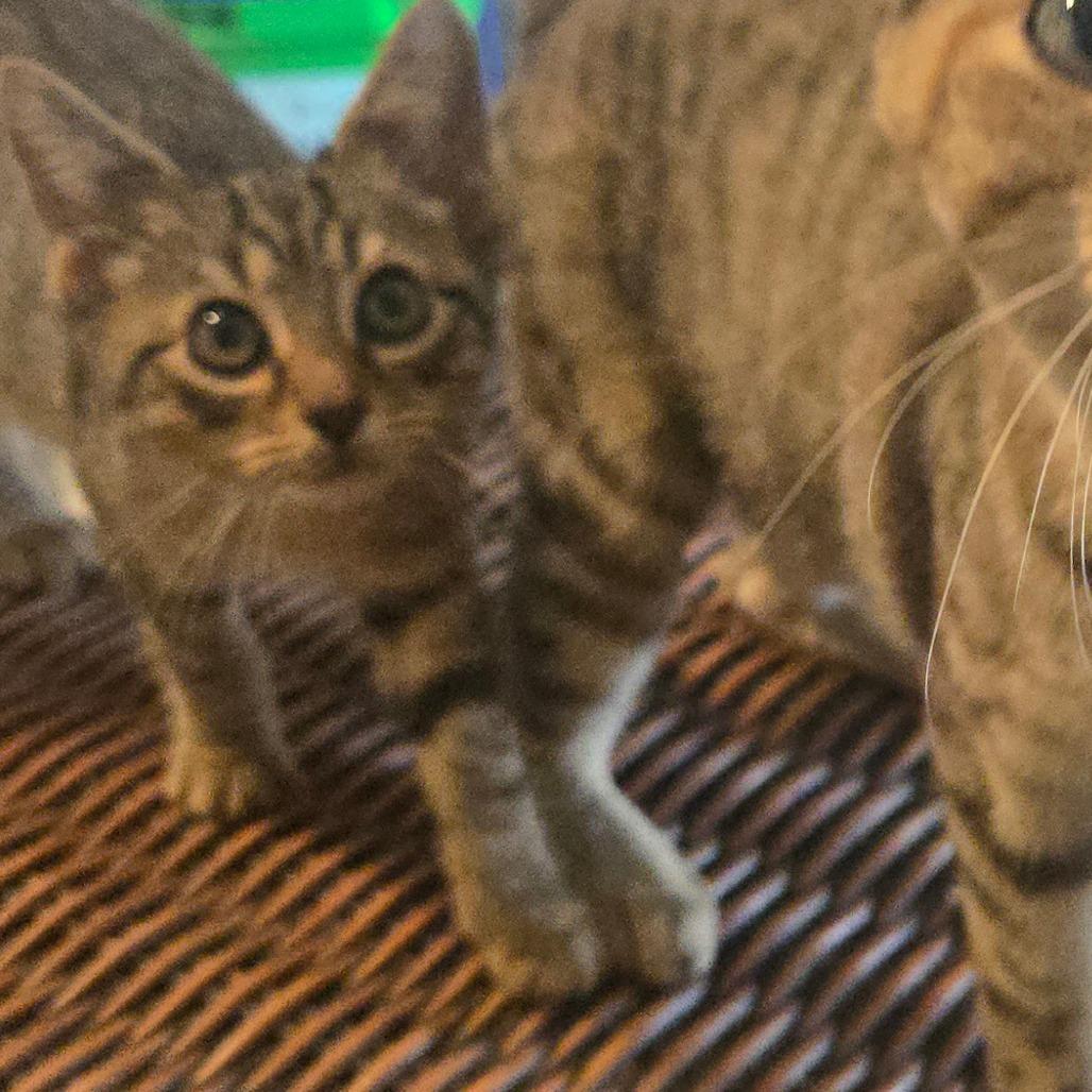 Enlarge Sir William, a Adoptable Domestic Short Hair in Southington, OH image 1/2