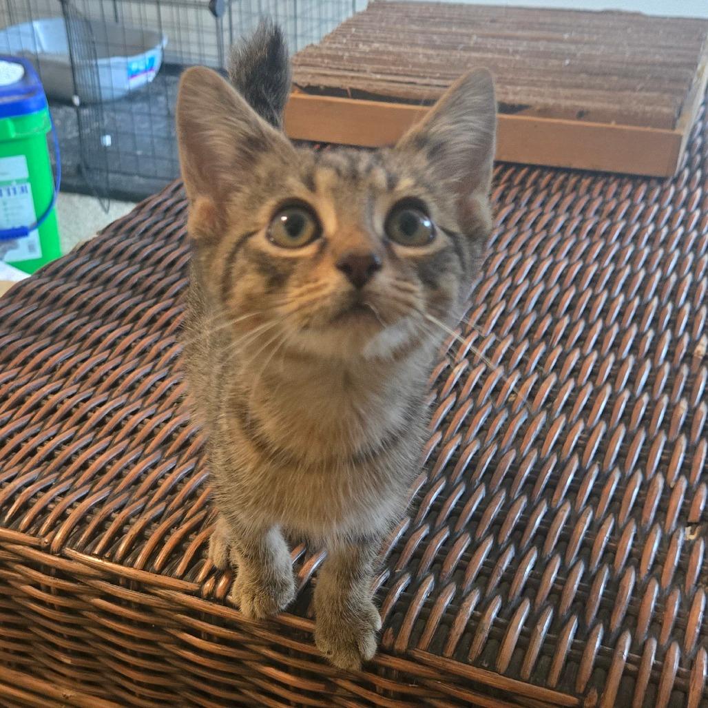 Enlarge Sir William, a Adoptable Domestic Short Hair in Southington, OH image 2/2