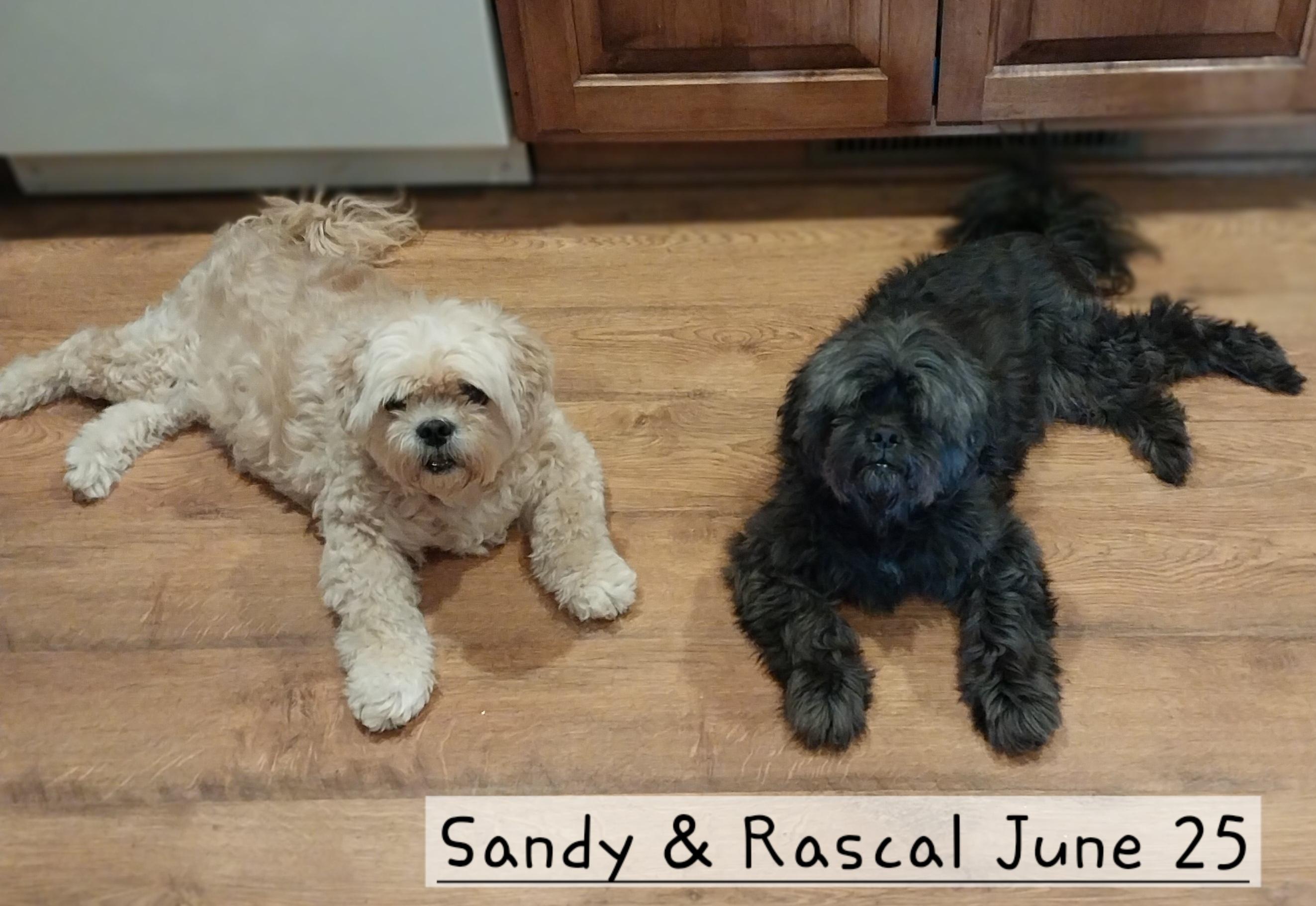Rascal & Sandy, a Adoptable mixed breed in New Franklin, OH image 2/6