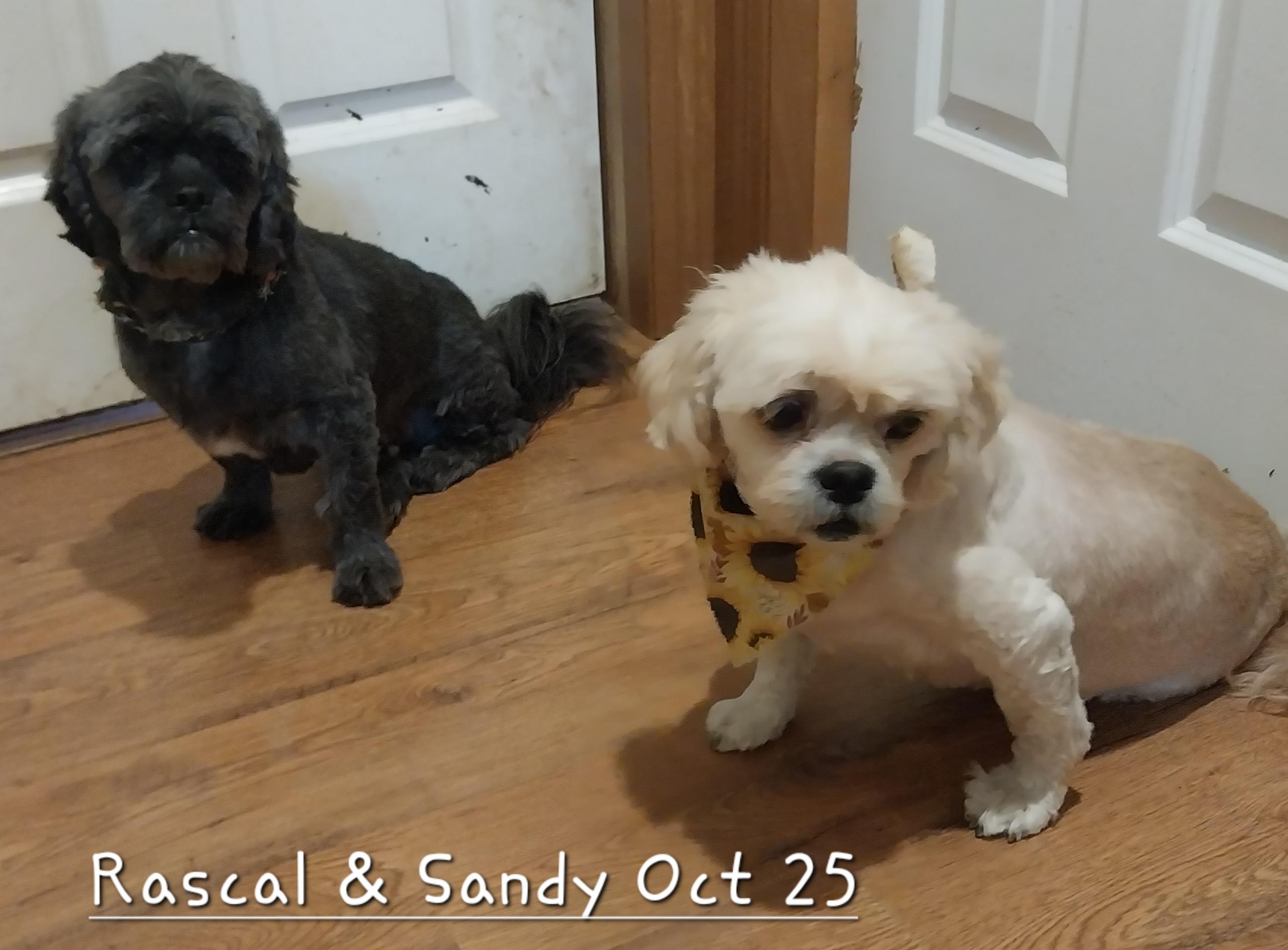 Rascal & Sandy, an adoptable Pekingese, Poodle in New Franklin, OH, 44319 | Photo Image 1