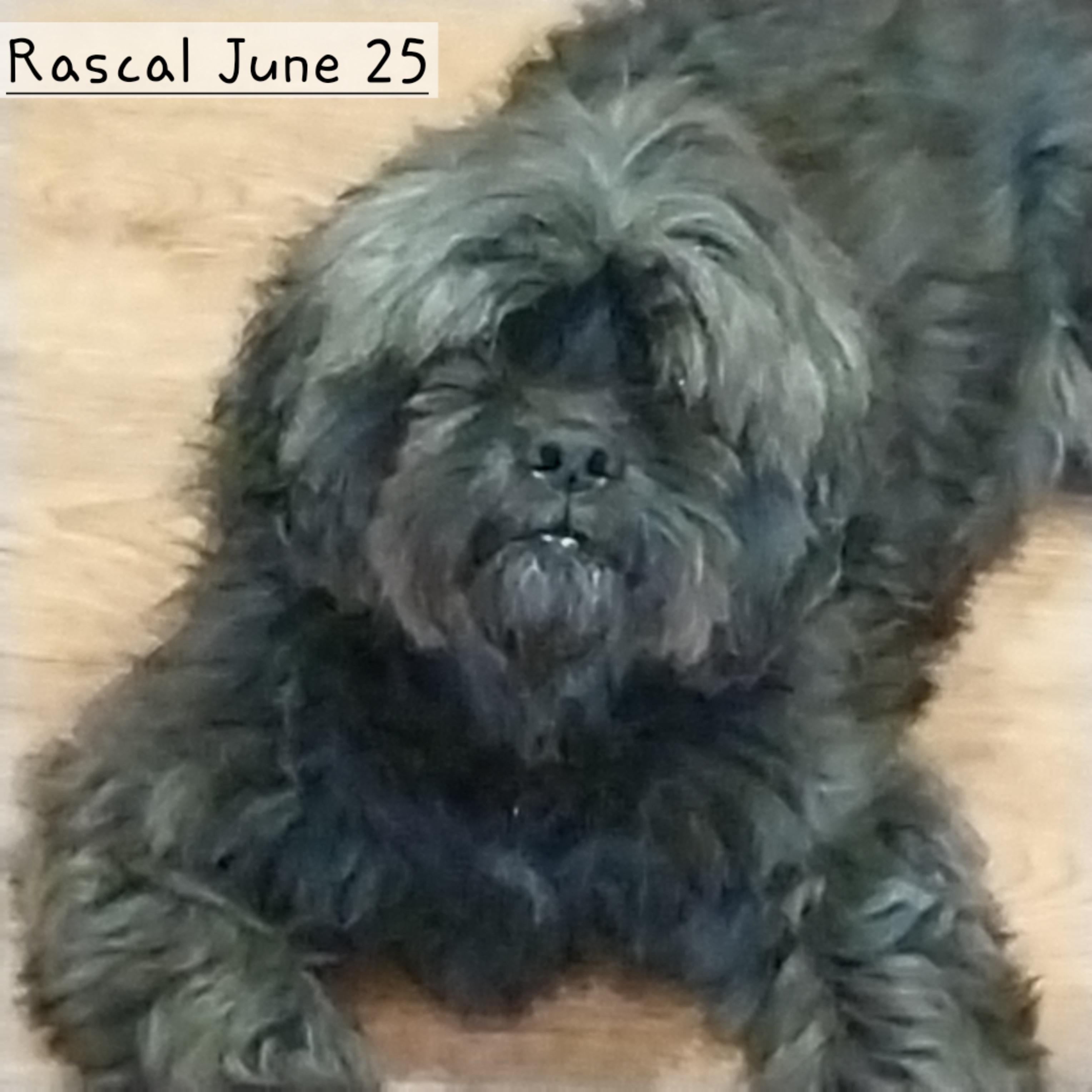 Rascal & Sandy, an adoptable Pekingese, Poodle in New Franklin, OH, 44319 | Photo Image 5