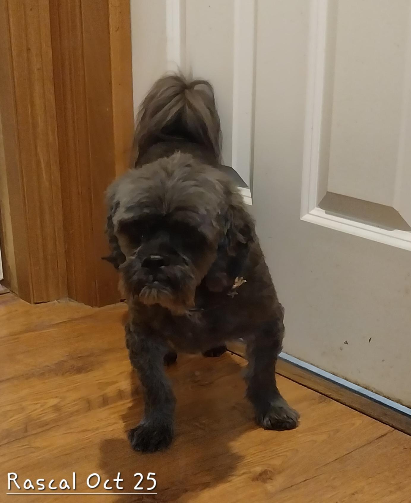 Rascal & Sandy, an adoptable Pekingese, Poodle in New Franklin, OH, 44319 | Photo Image 6