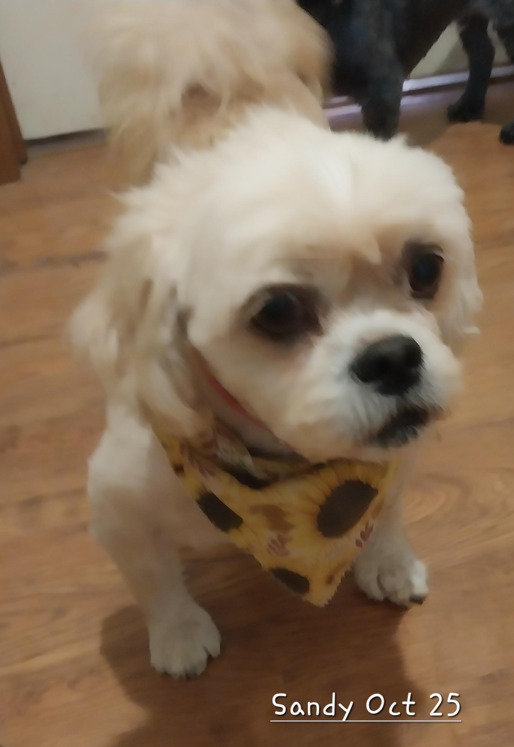 Rascal & Sandy, an adoptable Pekingese, Poodle in New Franklin, OH, 44319 | Photo Image 4