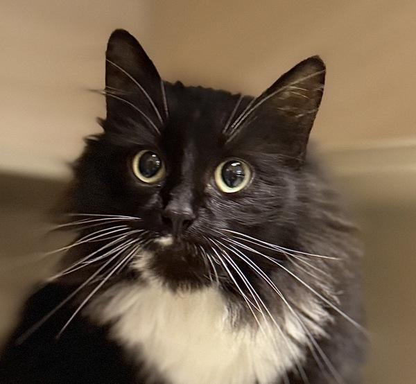 Azalea, Adoptable, Adult Female Domestic Long Hair.