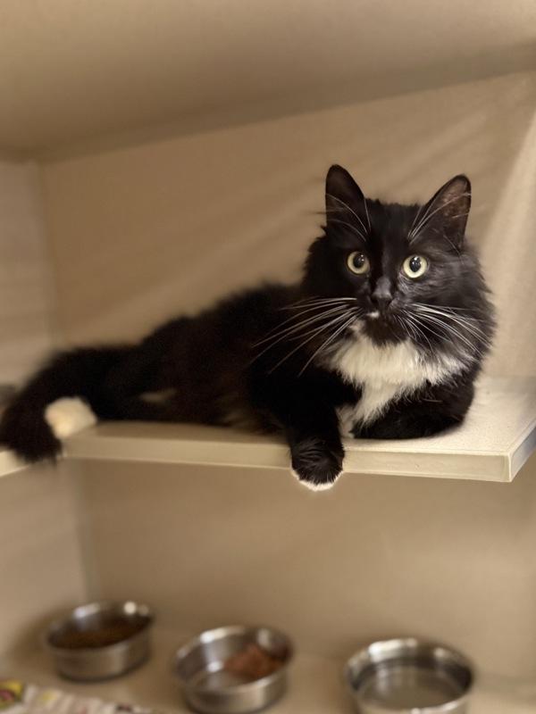 Azalea, a Adoptable mixed breed in Silverdale, WA image 2/2