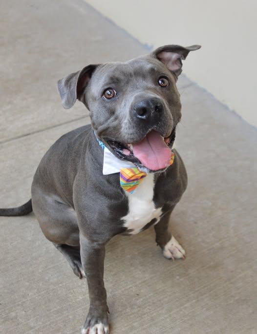 Enlarge Summit, a Adoptable Pit Bull Terrier in McKinney, TX image 1/1