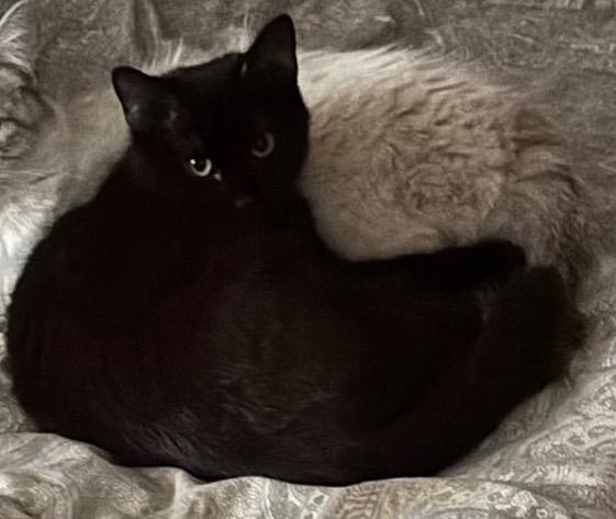 Molly, Adoptable, Young Female Domestic Short Hair.