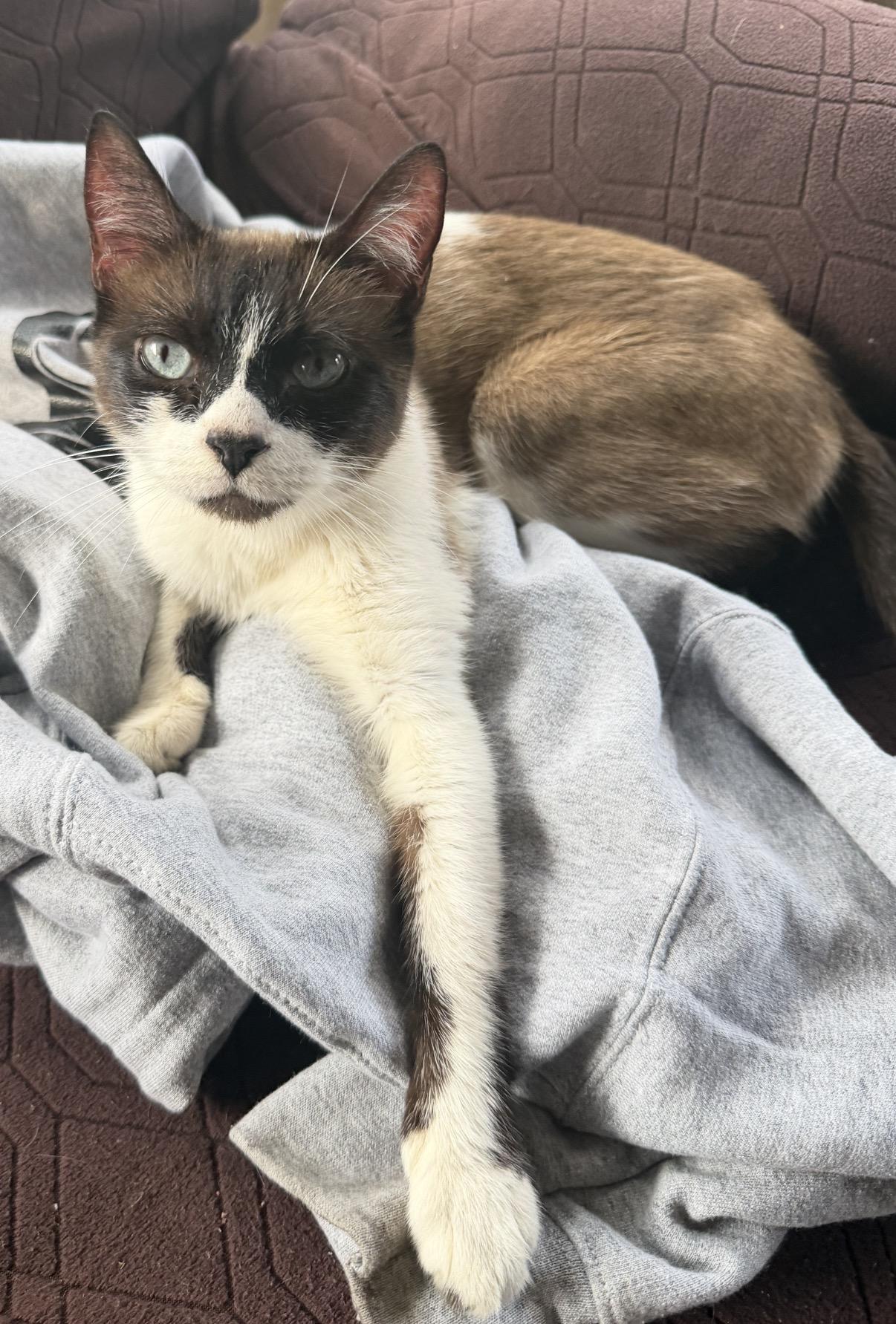 Enlarge Smudge , a ADOPTABLE mixed breed in Morristown, TN image 2/2