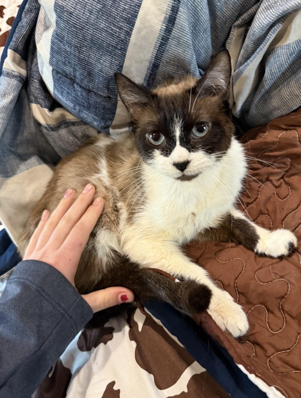 Enlarge Smudge , a ADOPTABLE mixed breed in Morristown, TN image 1/2