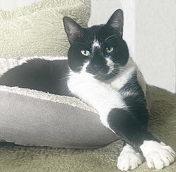 Enlarge Quincy, a ADOPTABLE Tuxedo in Tiburon, CA image 1/1