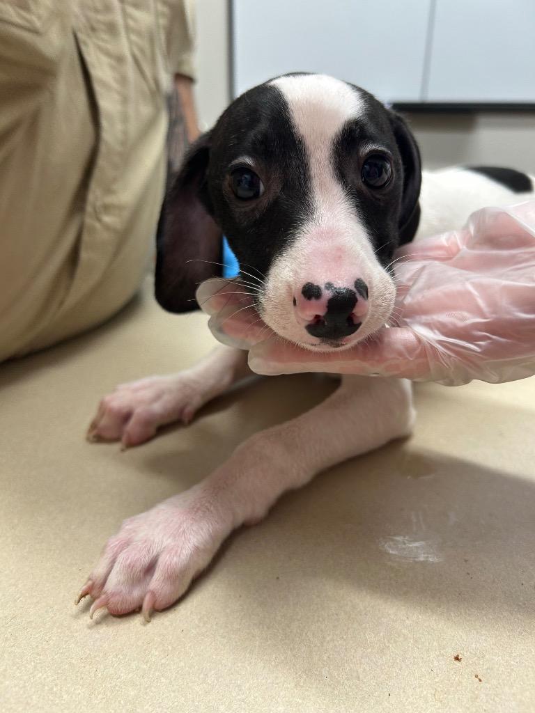 Enlarge wizard, a Adoptable mixed breed in Springfield, TN image 1/1