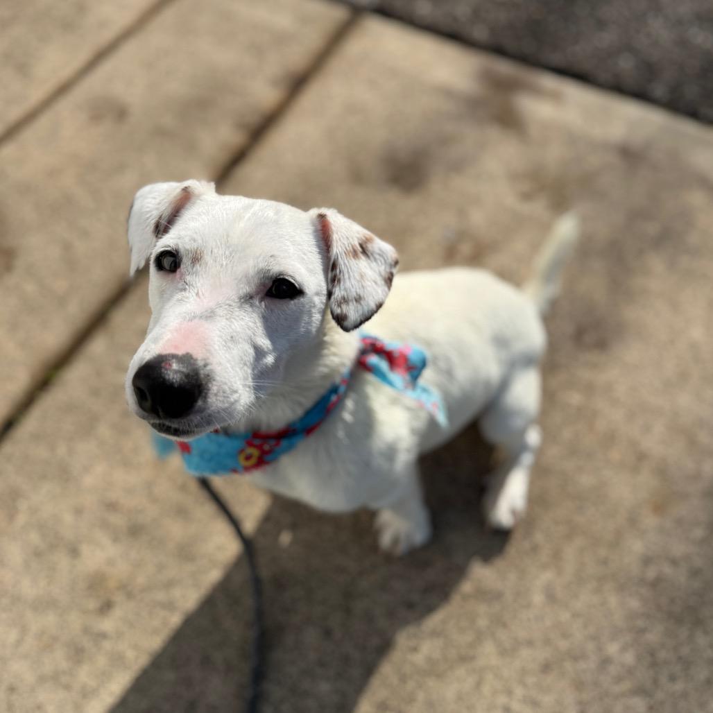 Coconut, Adoptable, Adult Male Jack Russell Terrier.