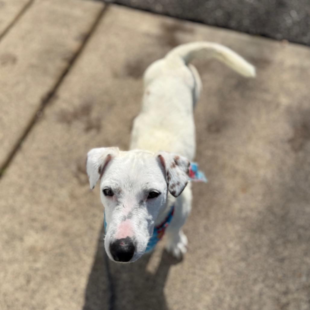 Coconut, a Adoptable mixed breed in Newberg, OR image 2/6
