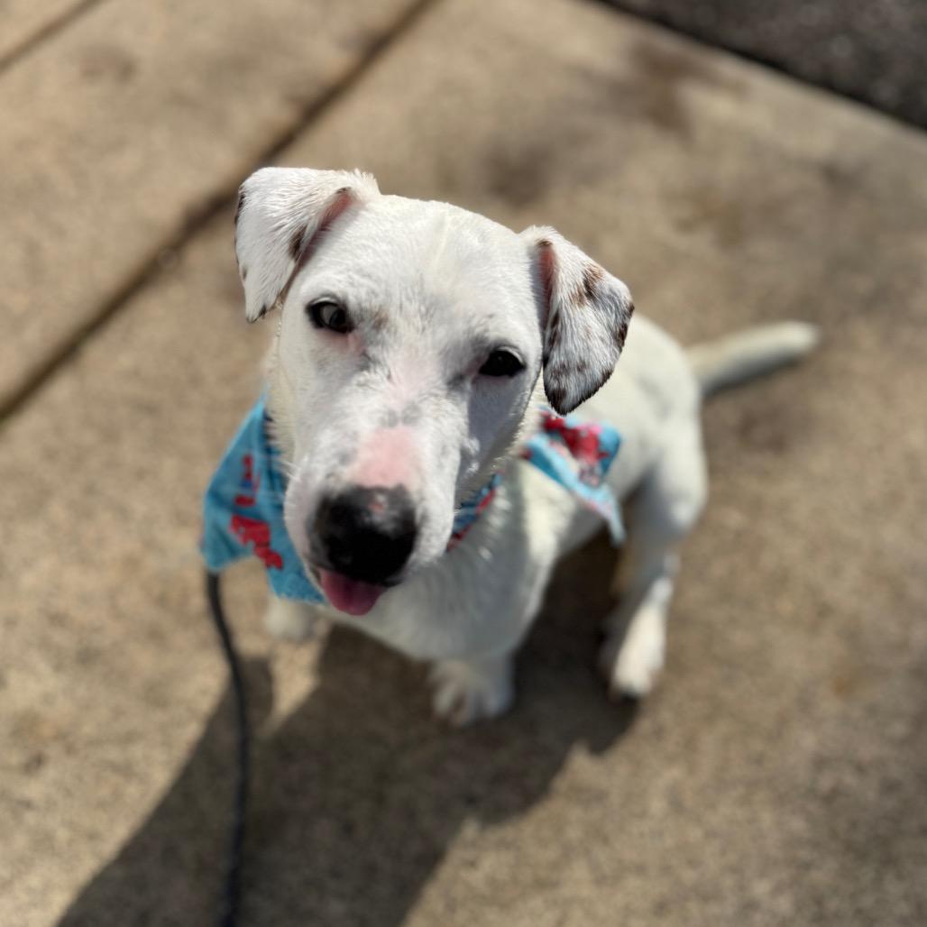 Coconut, a Adoptable mixed breed in Newberg, OR image 3/6