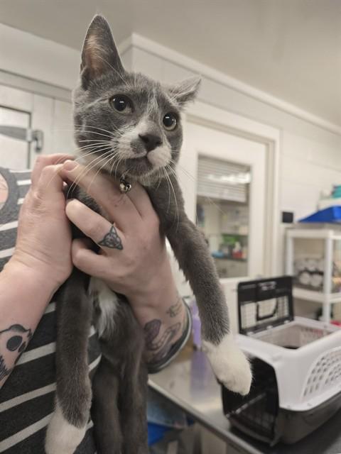 Enlarge MEOWSTIC, a Adoptable Domestic Short Hair in Easton, MD image 1/1