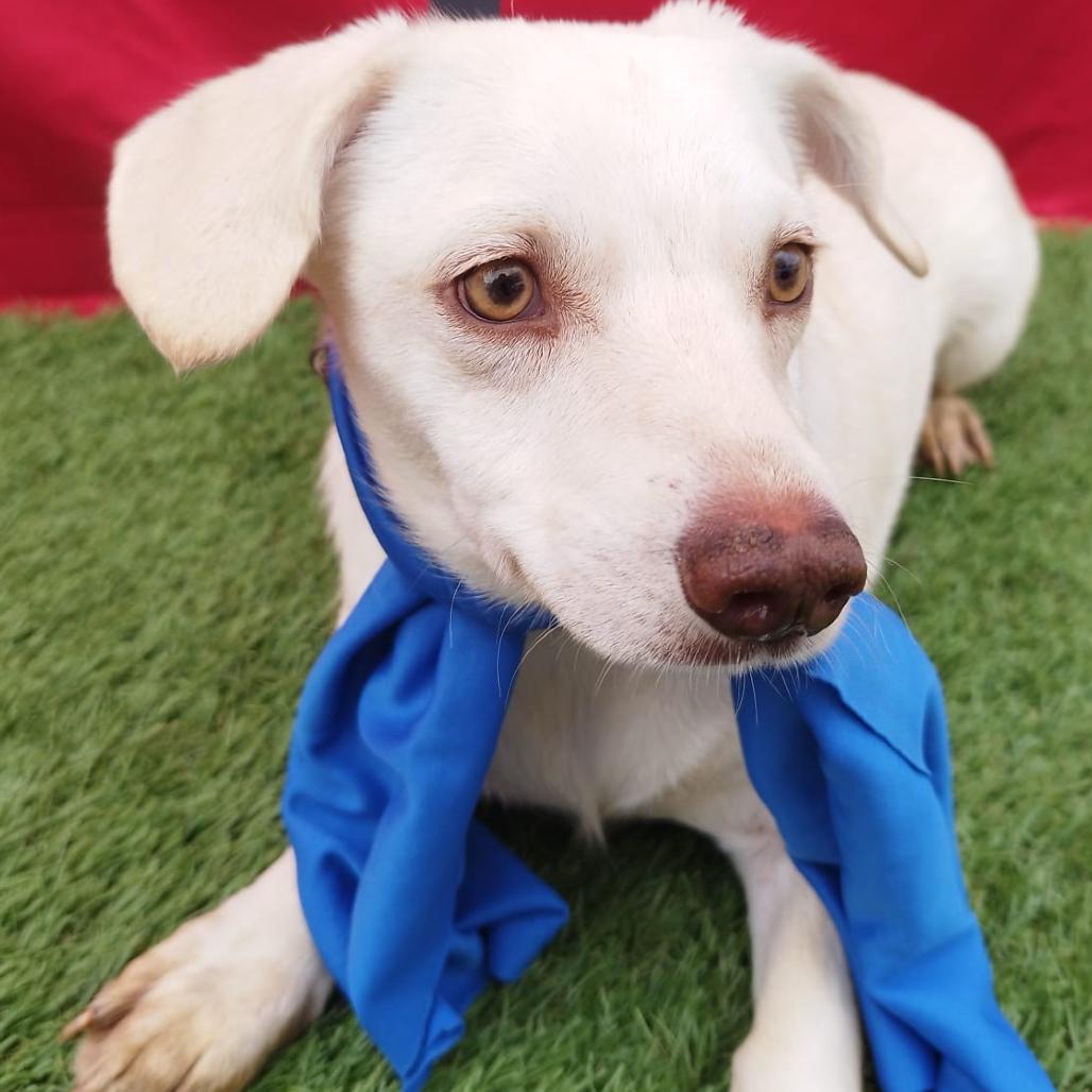 Toto, Adoptable, Young Male Carolina Dog & Dachshund.