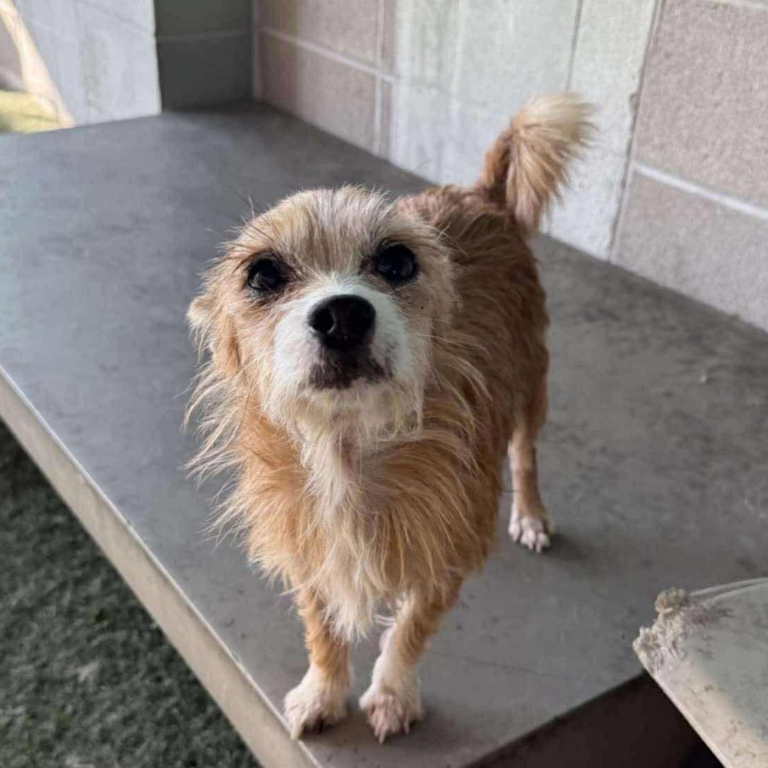 Scooter — thumbnail 3