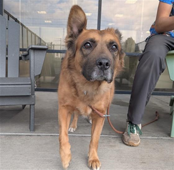 Enlarge KAYA, a Adoptable mixed breed in Denver, CO image 1/1