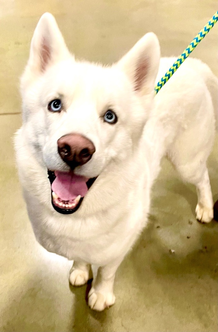 Ghost, a Adoptable mixed breed in Warren, NJ image 1/5