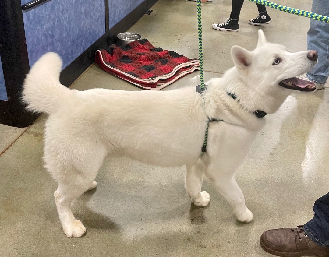 Ghost, a Adoptable mixed breed in Warren, NJ image 3/5