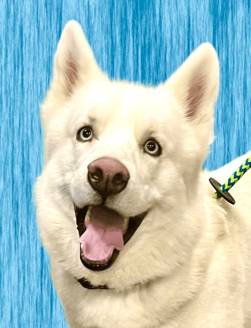 Ghost, a Adoptable mixed breed in Warren, NJ image 4/5