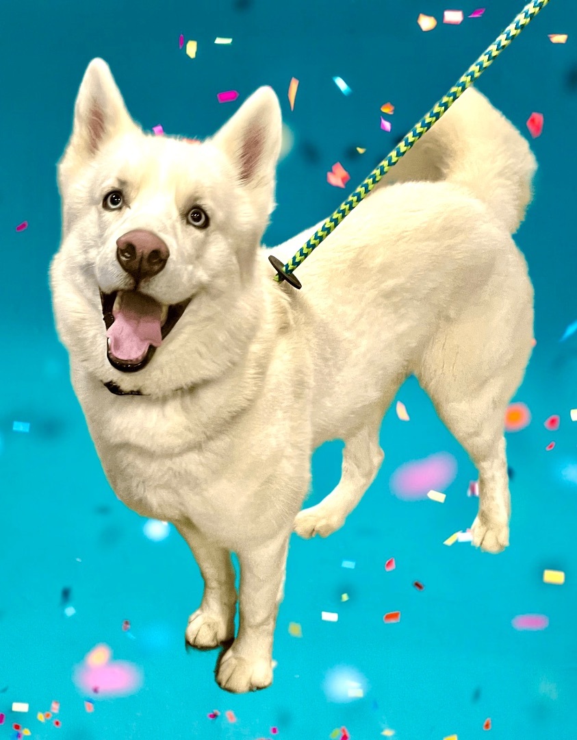 Ghost, a Adoptable mixed breed in Warren, NJ image 5/5