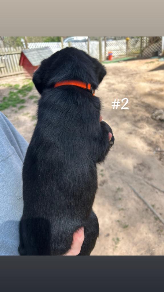 Simba, Adoptable, Puppy Male Mixed Breed.