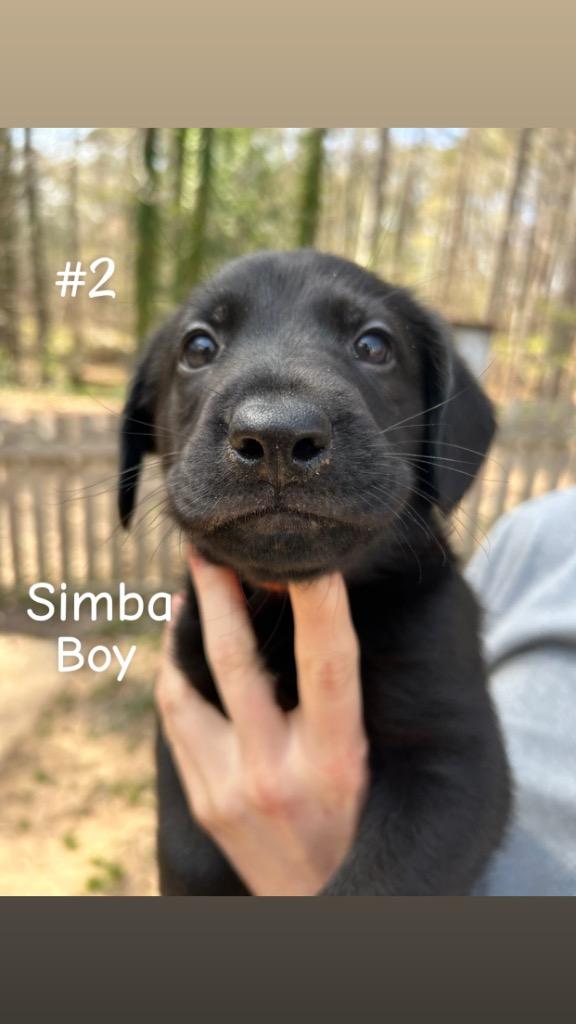 Enlarge Simba, a Adoptable mixed breed in Sharpsburg, GA image 2/3