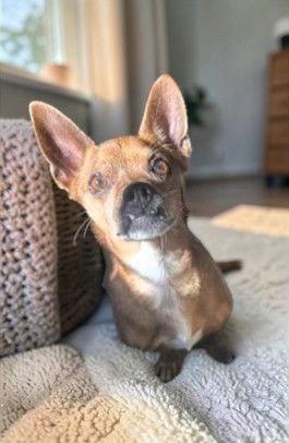 Enlarge Pablo, a Adopted Chihuahua in Sullivan, IN image 1/1