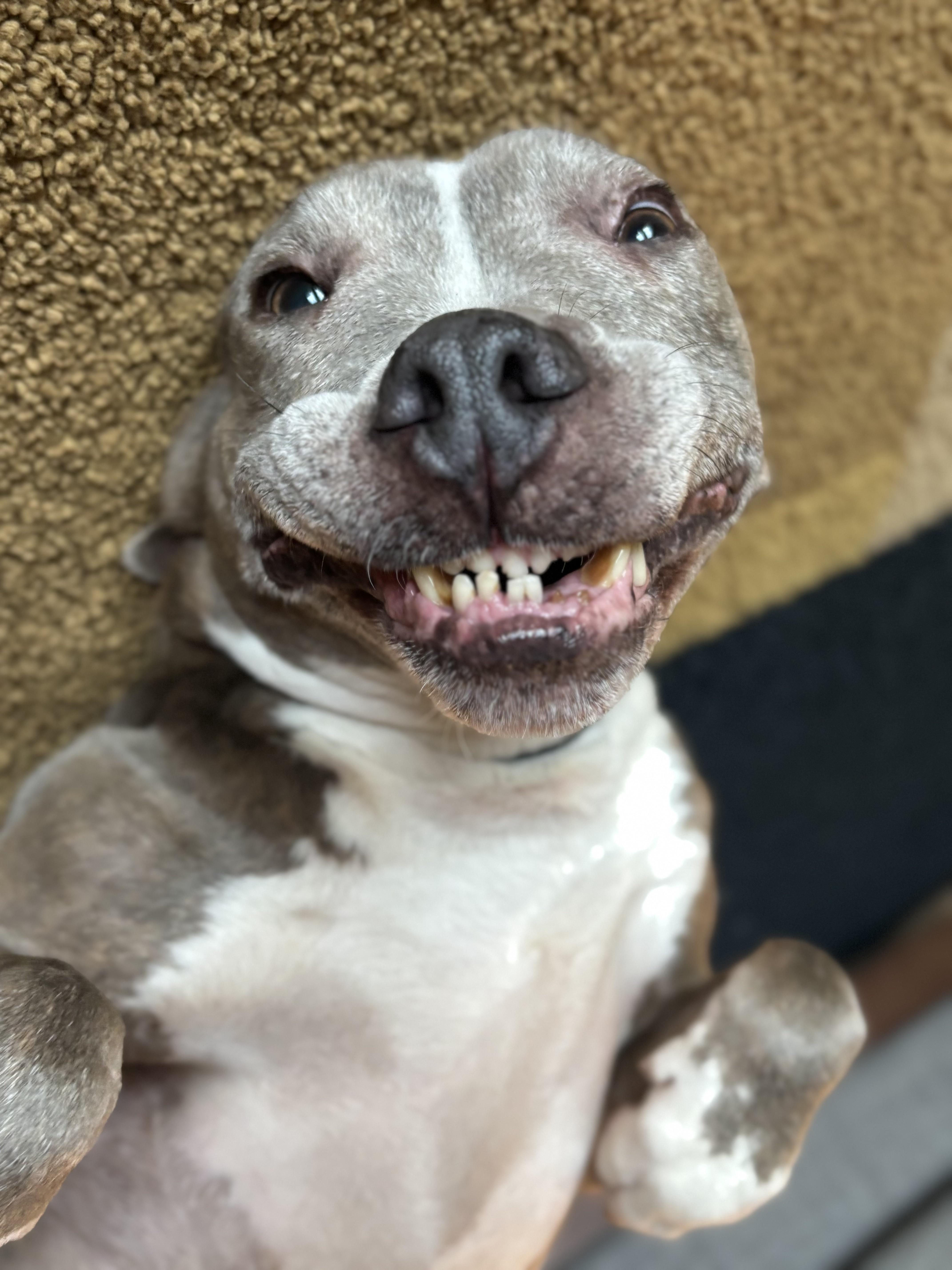 Enlarge Jenny, a Adoptable Pit Bull Terrier in Evans City, PA image 4/6