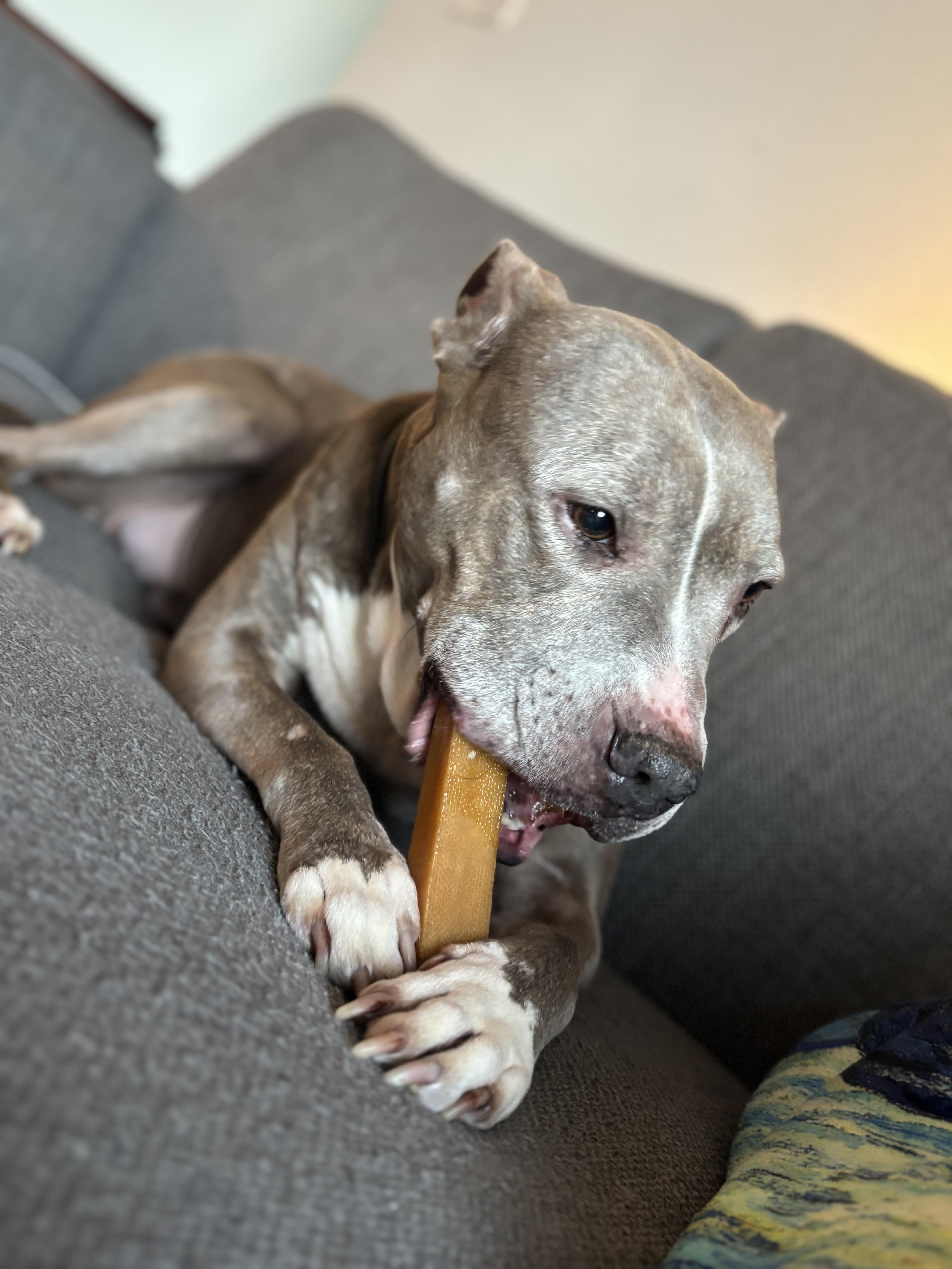 Enlarge Jenny, a Adoptable Pit Bull Terrier in Evans City, PA image 2/6